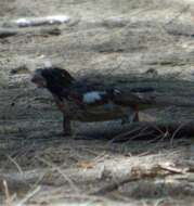 Image of Rose-breasted Grosbeak