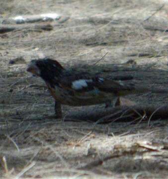 Image of Rose-breasted Grosbeak