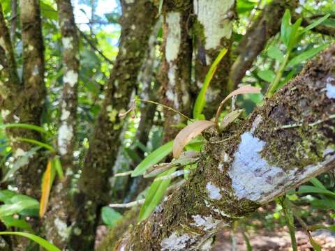 Plancia ëd Epidendrum anceps Jacq.