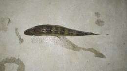 Image of Glossogobius