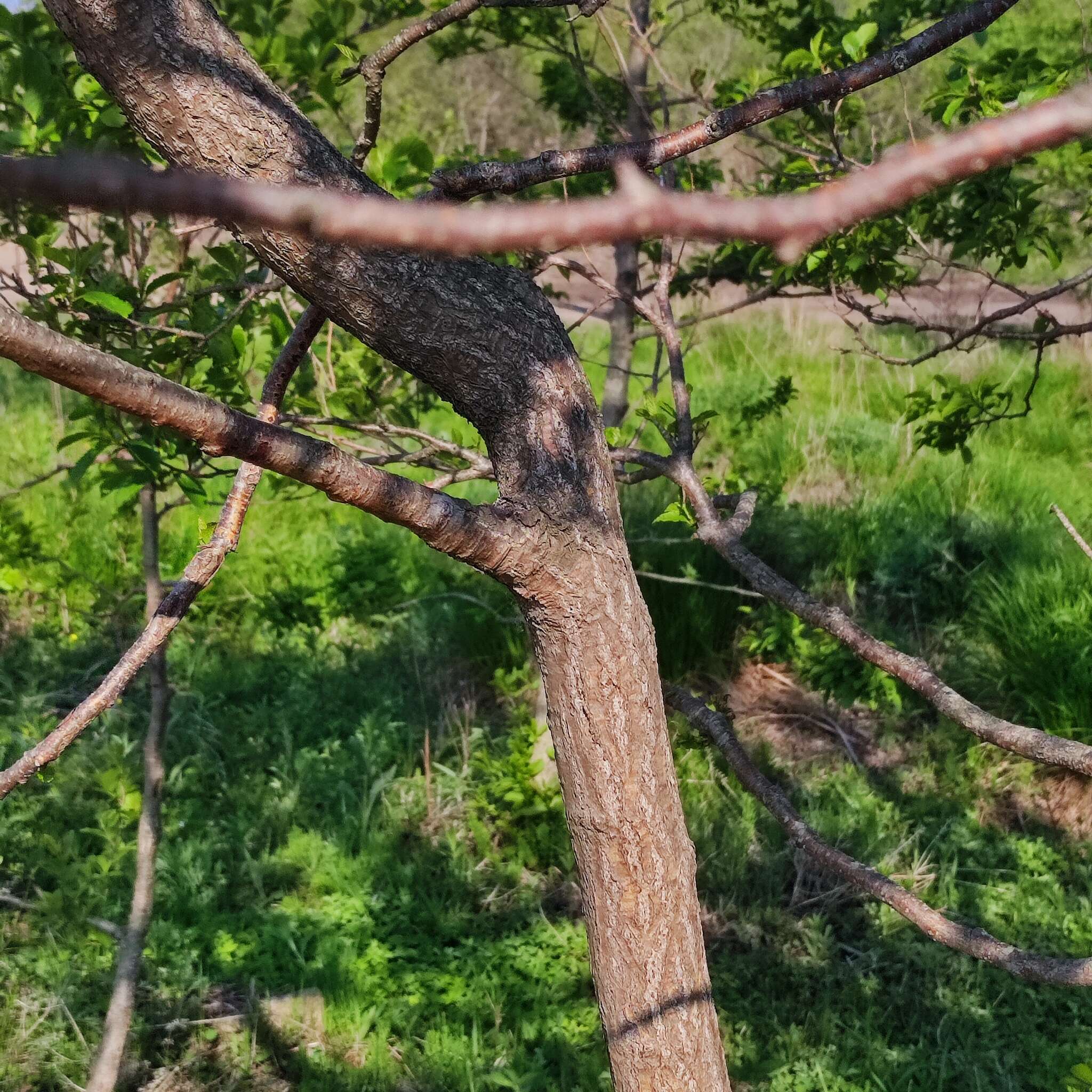 Image of Japanese alder