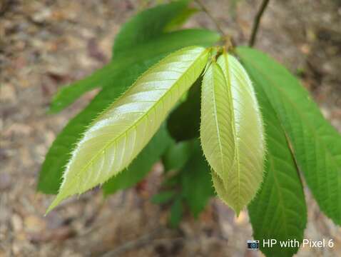 Image of Rinorea anguifera (Lour.) Kuntze