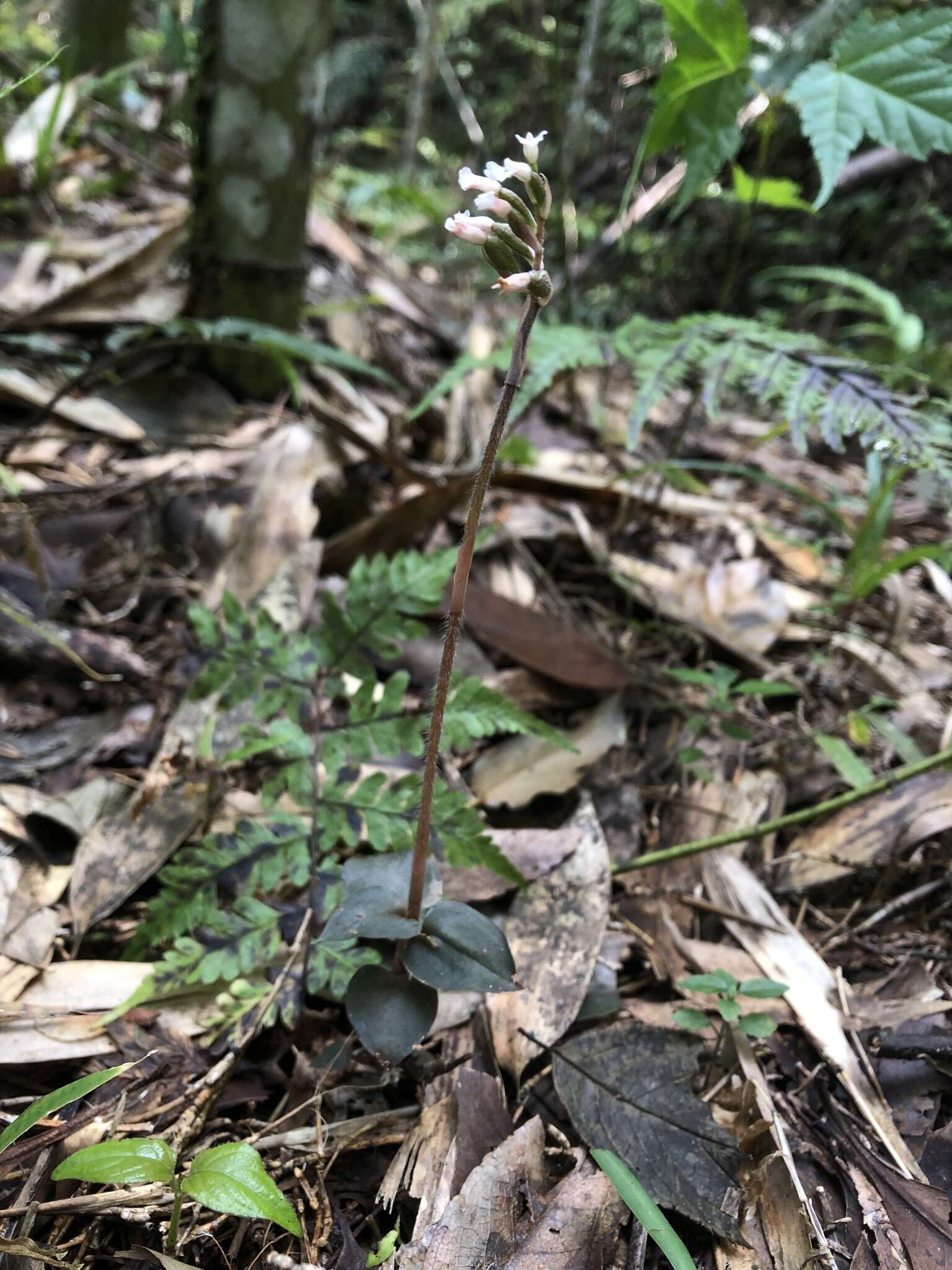 Image of Cheirostylis liukiuensis Masam.