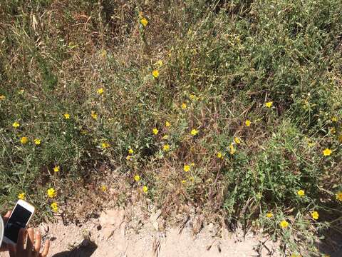 Image of grass blazingstar