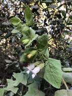 Image of Ross' pitcher sage