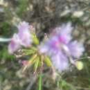 Image of Stylidium laciniatum C. A. Gardner