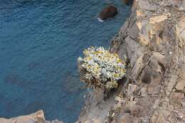 Image of Helichrysum obconicum DC.