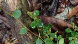 Image of Peperomia silvivaga C. DC.