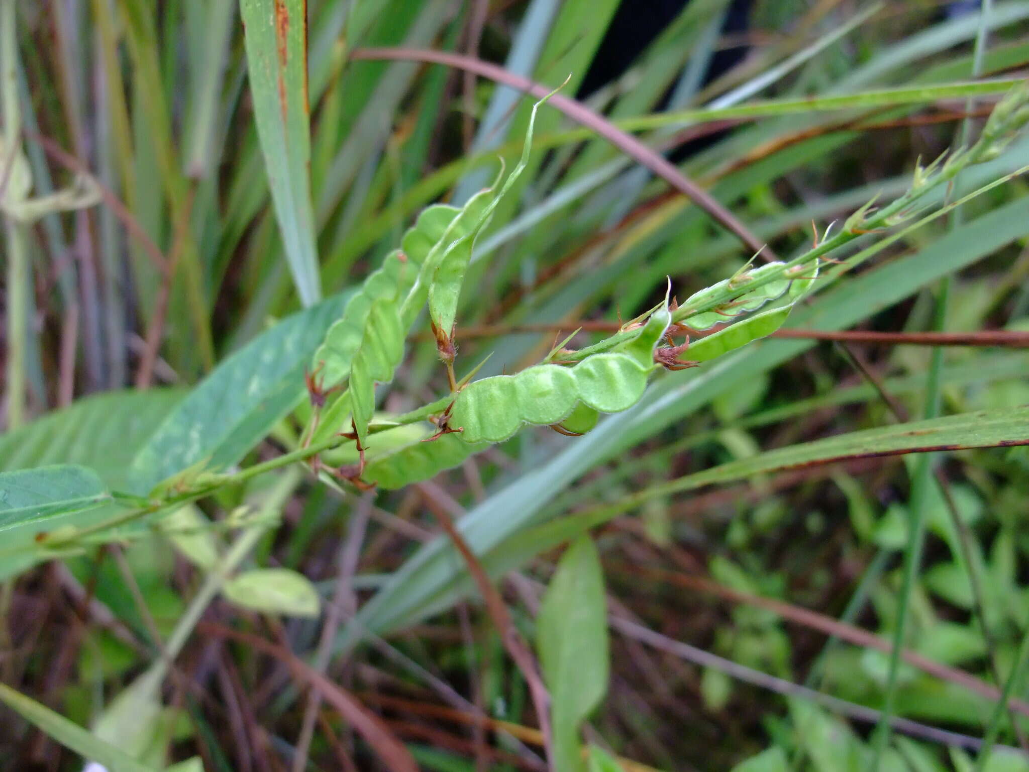 Image of Tadehagi pseudotriquetrum (DC.) Y. C. Yang & P. H. Huang