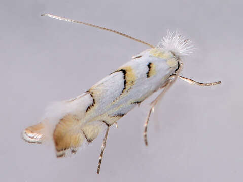 Image de Phyllonorycter abrasella (Duponchel (1843))