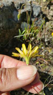 Plancia ëd Agoseris heterophylla (Nutt.) Greene