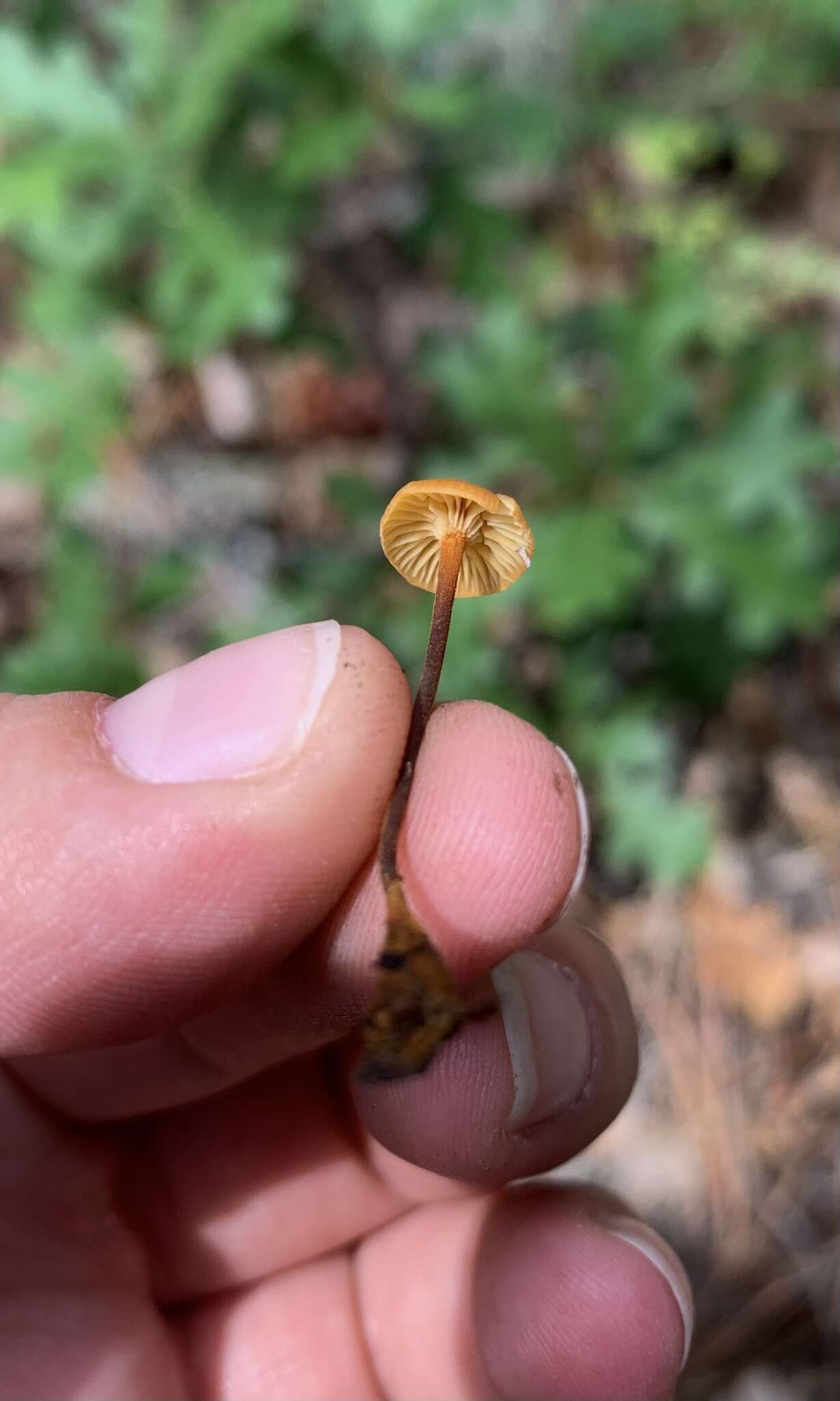 Image of Xeromphalina cirris Redhead 1988