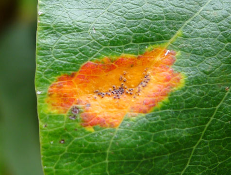 Image of <i>Gymnosporangium fuscum</i> Gasp.