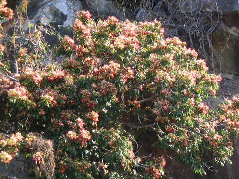 Image de Archidendron grandiflorum (Benth.) I. C. Nielsen