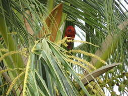 Pseudeos cardinalis (Gray & GR 1849) resmi