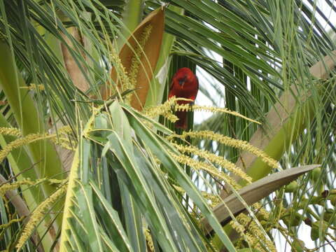 Image of Cardinal Lory