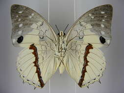 Image of Charaxes hadrianus Ward 1871