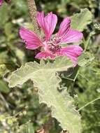 Image of Malva olbia (L.) Alef.