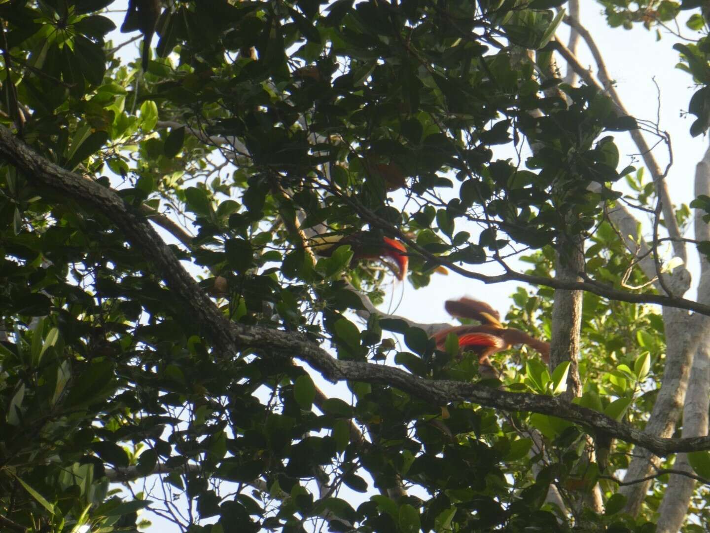 Image of Red Bird-of-Paradise