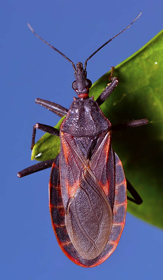 Image of Assassin bug