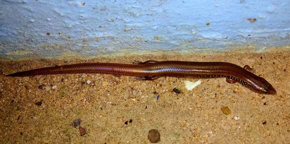 Image of White-spotted Supple Skink