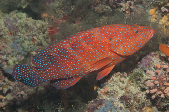 Cephalopholis miniata (Forsskål 1775) resmi