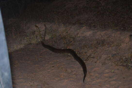 Image of African rock python