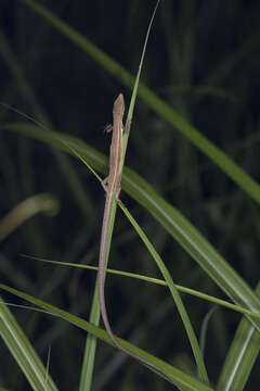 Image de Takydromus stejnegeri Van Denburgh 1912