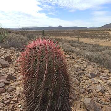 Image of Ferocactus gracilis subsp. tortulispinus