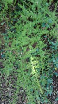 Image of Asparagus acutifolius L.