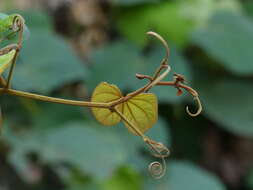 Image of Bauhinia vahlii Wight & Arn.