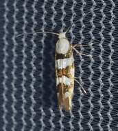 Image de Argyresthia calliphanes Meyrick 1913