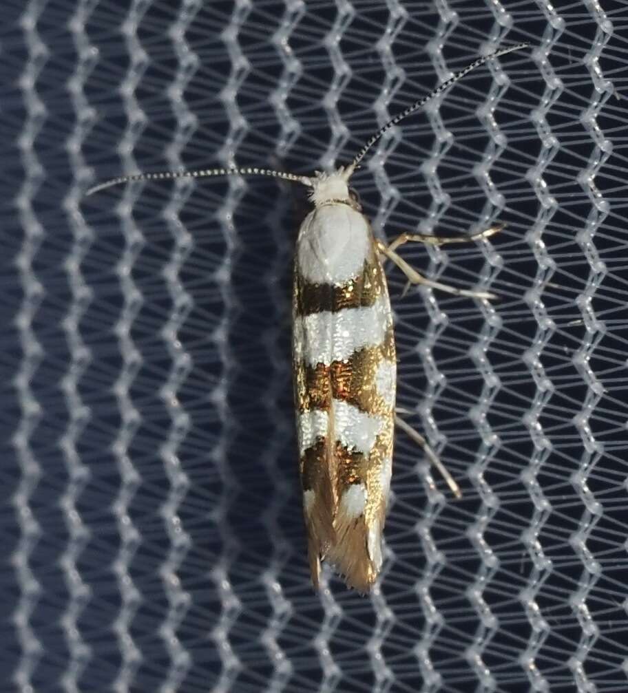 Image de Argyresthia calliphanes Meyrick 1913