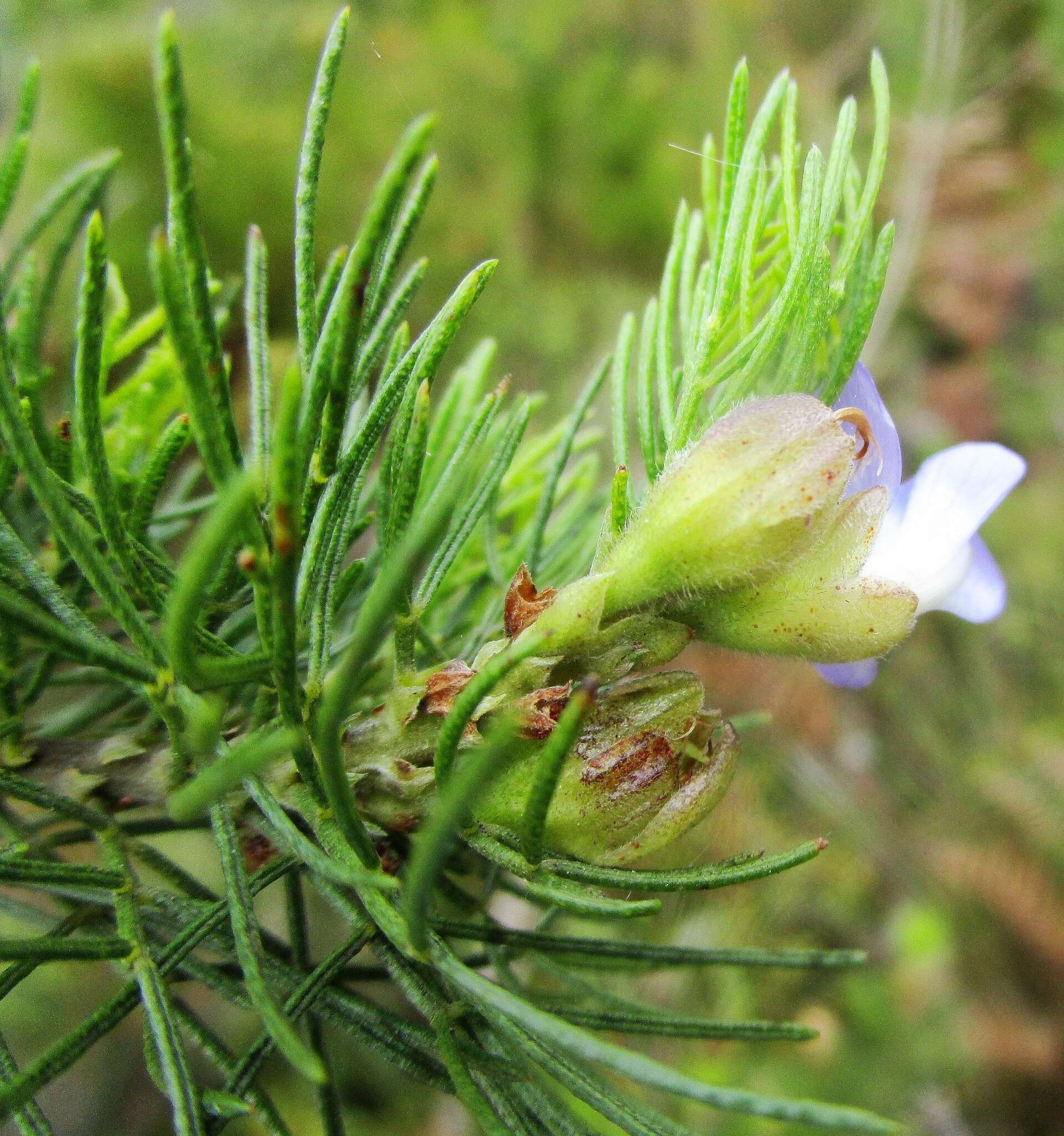 Image of Psoralea speciosa Eckl. & Zeyh.