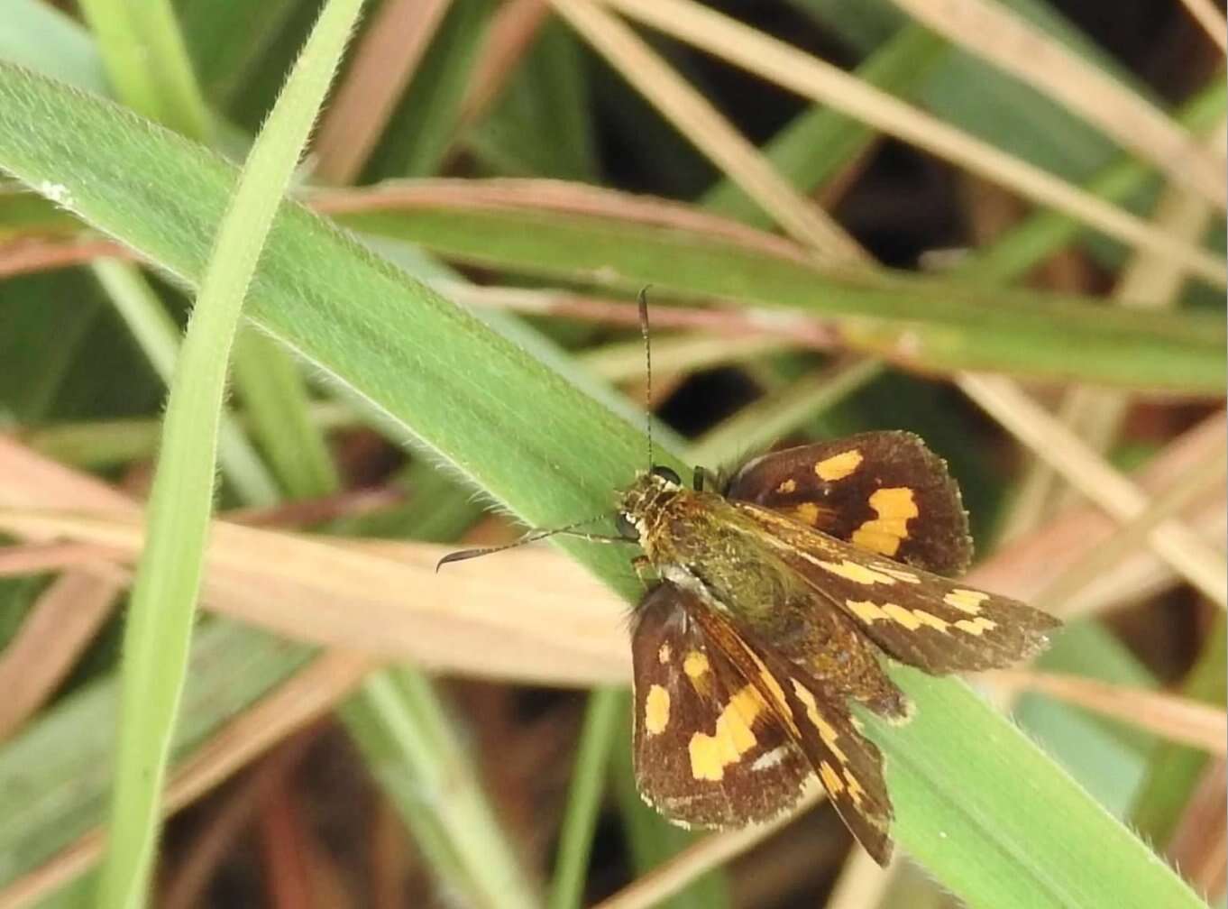 Potanthus trachala Mabille 1878 resmi