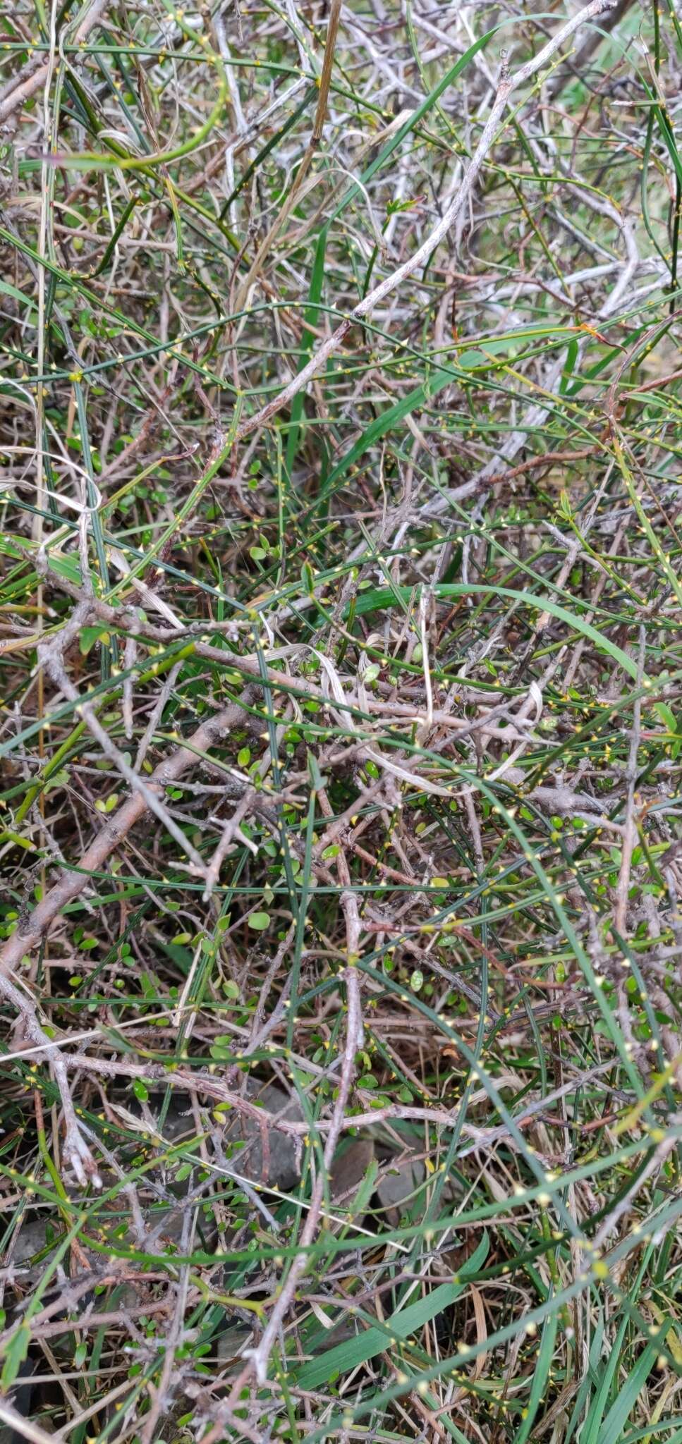 Image of Rubus squarrosus Fritsch
