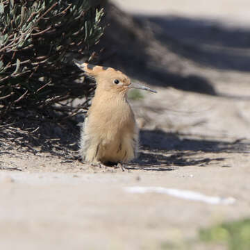 Image of Eurasian Hoopoe