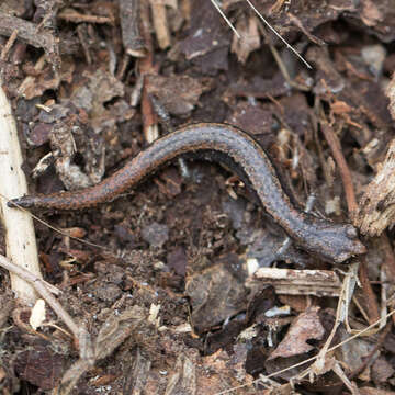 Image of Channel Islands Slender Salamander