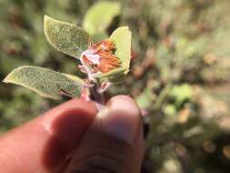 Слика од Arctostaphylos hookeri subsp. montana (Eastw.) P. V. Wells