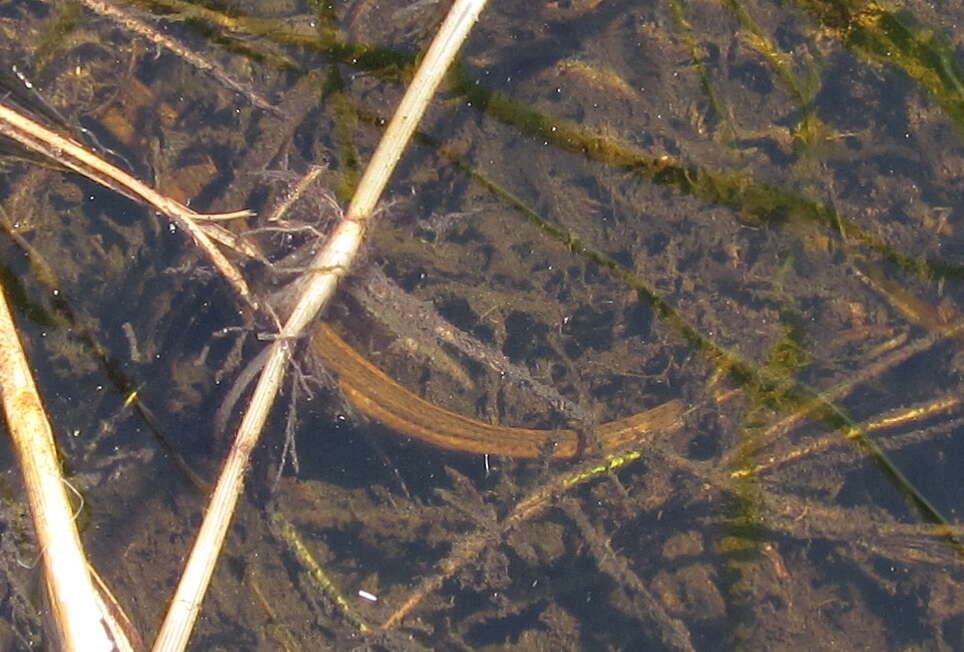 Image of Olive Marsh Snake