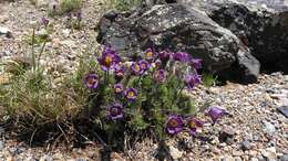 Imagem de Pulsatilla armena (Boiss.) Rupr.