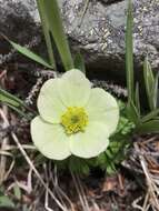 Image of American globeflower