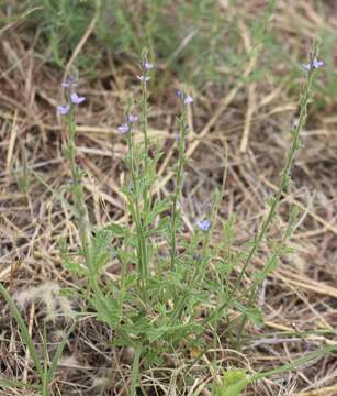 صورة Verbena plicata Greene