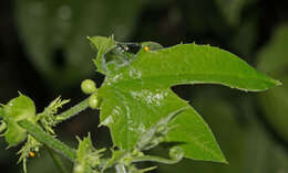 Image of Passiflora adenopoda