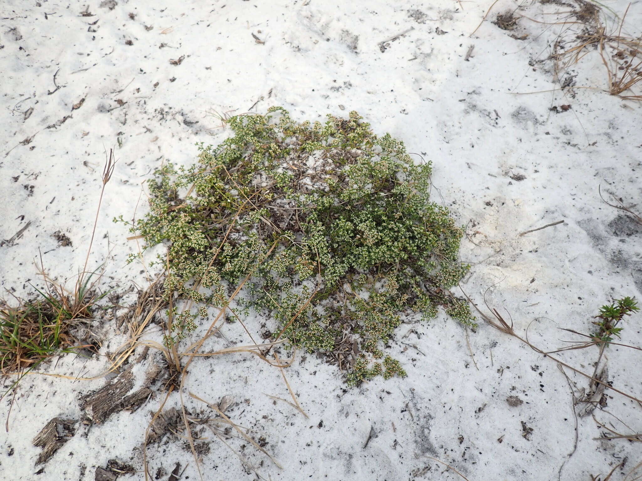 Image of American nailwort