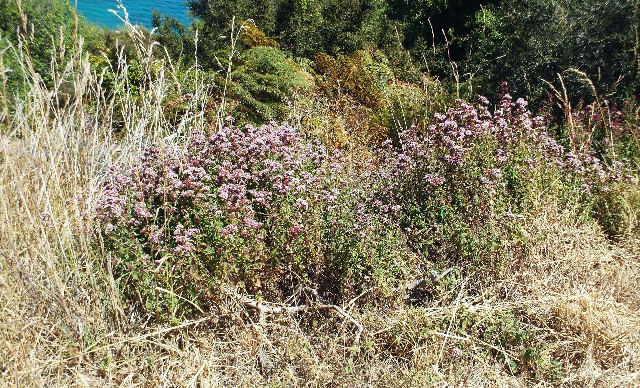 Image of oregano