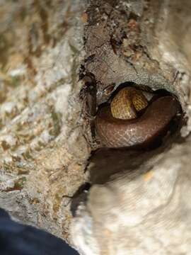 Image of Cross-barred Tree Snake