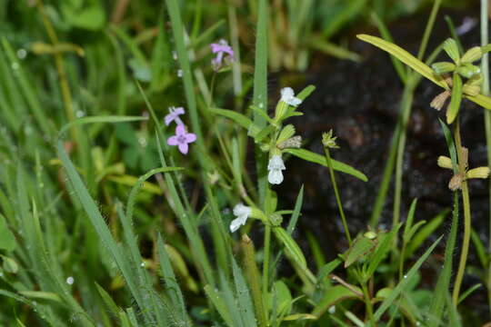 Imagem de Leucas longifolia Benth.