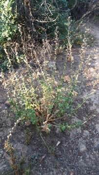 Image of sawtooth goldenbush