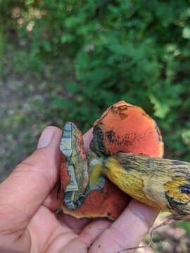 Image of Deceiving Bolete